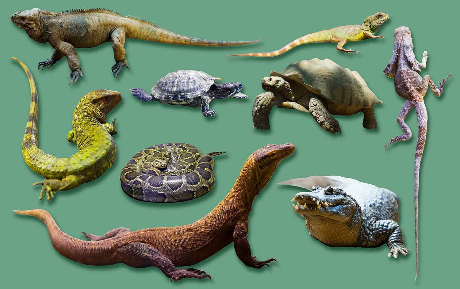 resources of Tegaderms Different Size And Types exporters