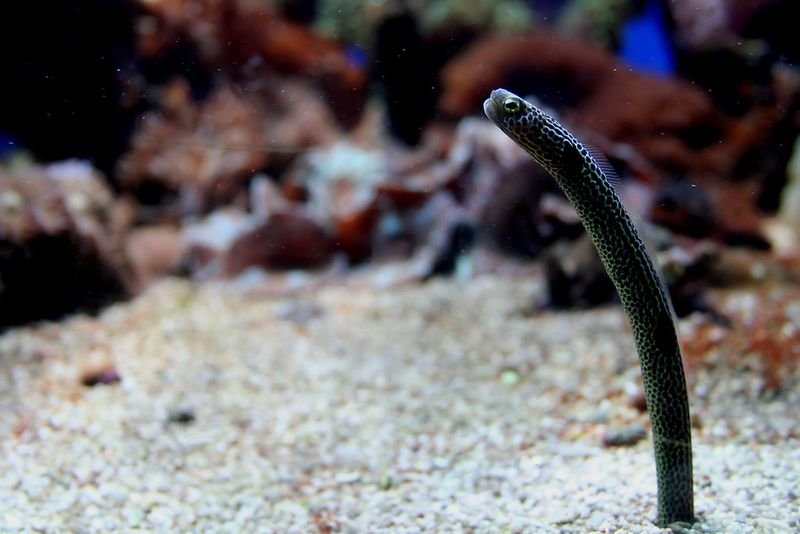 resources of Live eel fish exporters