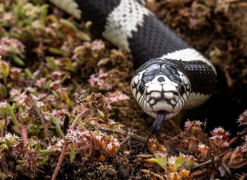 resources of Snake Repellent exporters