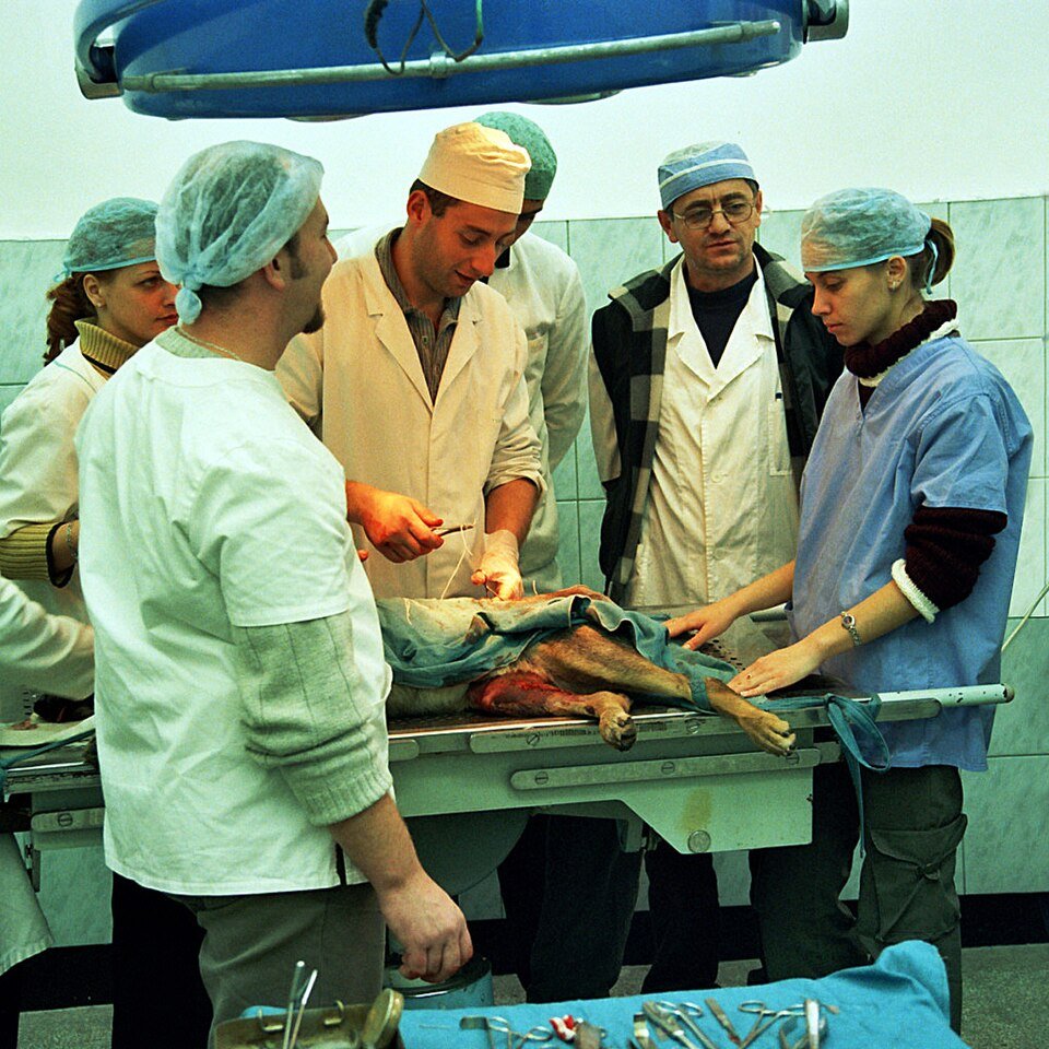 resources of Veterinary Medicines exporters