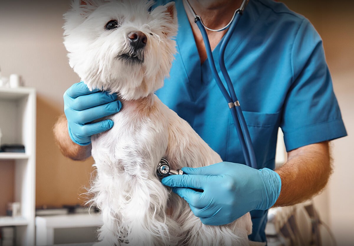 resources of Canine Influenza Antigen Test exporters