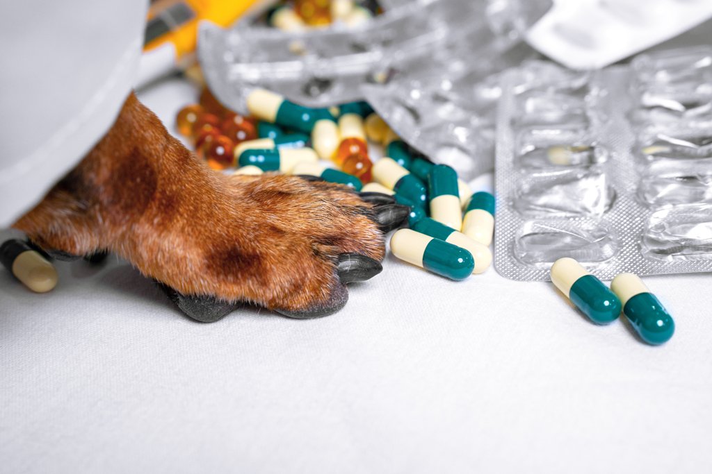 resources of Pet articles exporters