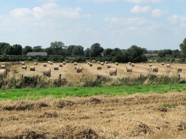 resources of Wheat Straw exporters