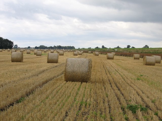 resources of Wheat Straw exporters resources of Wheat Straw exporters