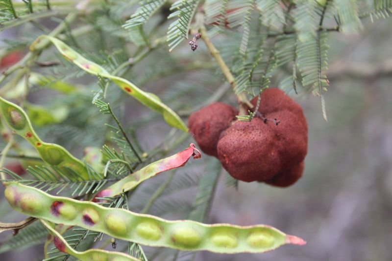 resources of Red Tampala Bajakah exporters