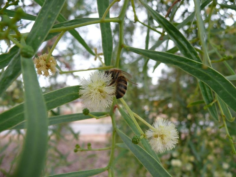 resources of Bee Pollen exporters