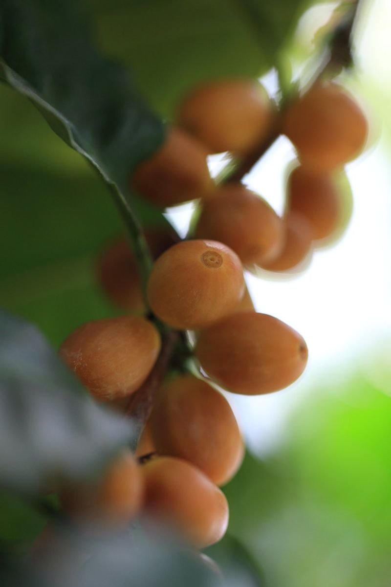 resources of Green coffee  Bean and Roasted coffee Bean exporters