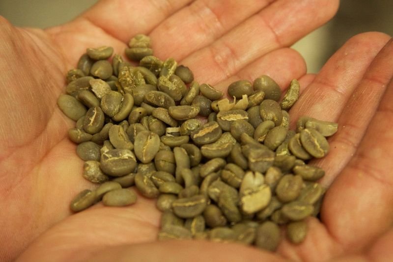 resources of Fava Beans Egyptian/arabian Recipe exporters