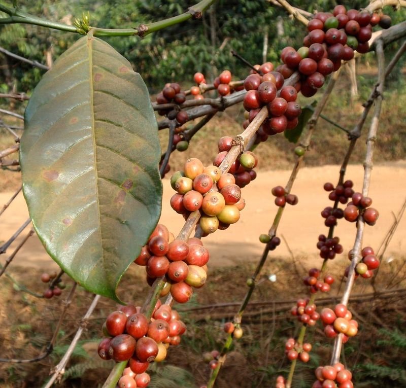 resources of Levista Filter Coffee exporters