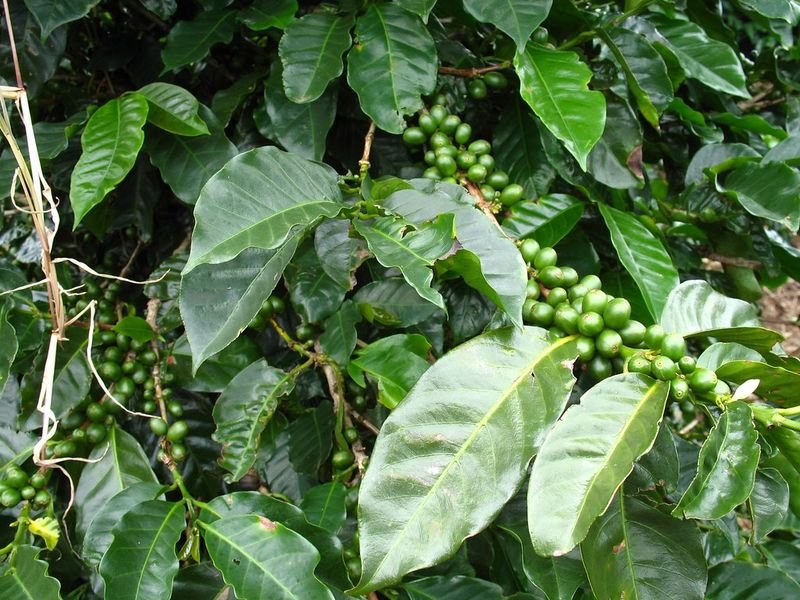 resources of Slim Green Coffee Natural Herbs Diet exporters
