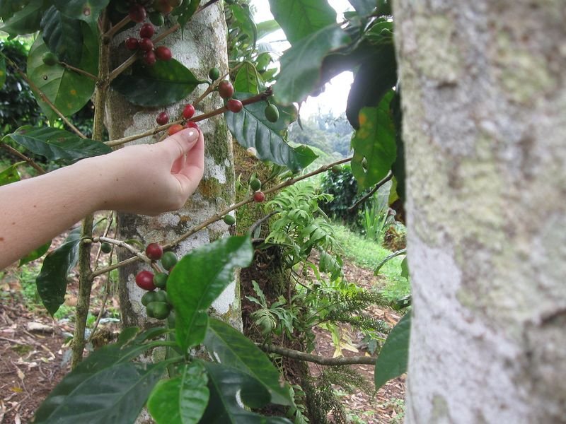 resources of Arabica Gayo Aceh exporters