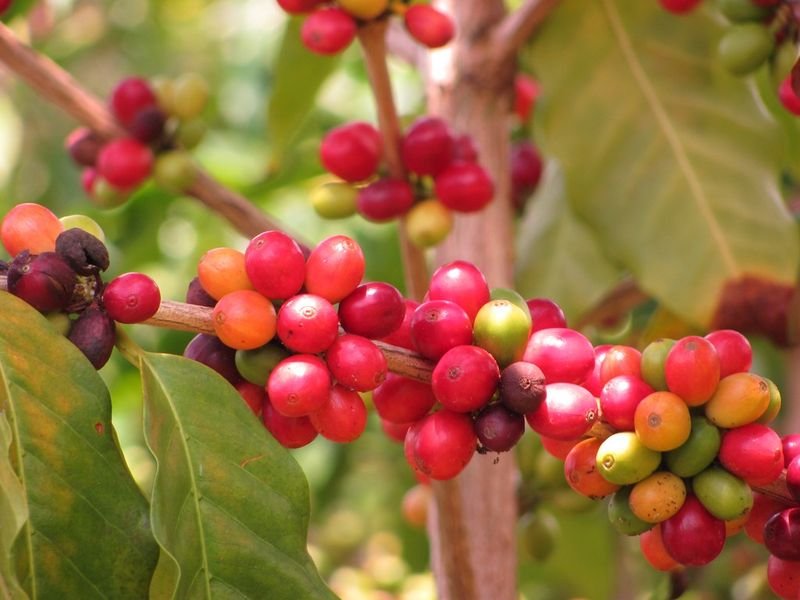 resources of Robusta Coffee Bean exporters resources of Robusta Coffee Bean exporters