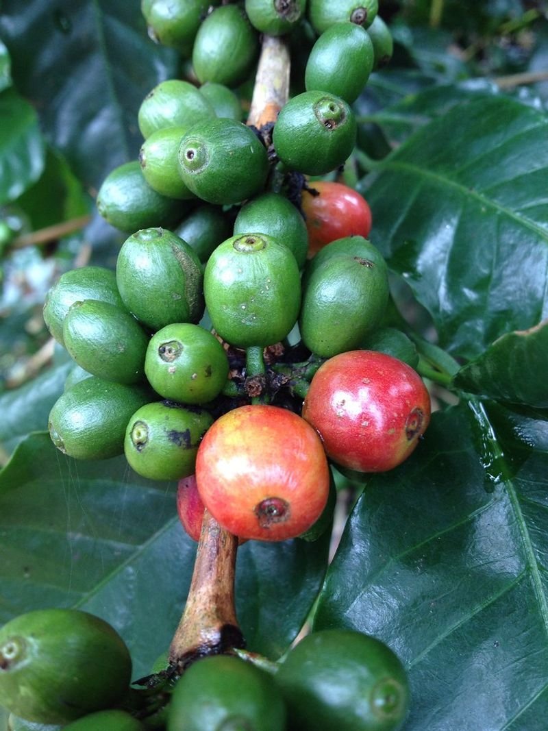 resources of Arabica Beans ( Washed ) exporters