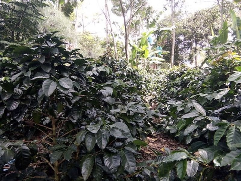 resources of Torabika Cappuccino exporters