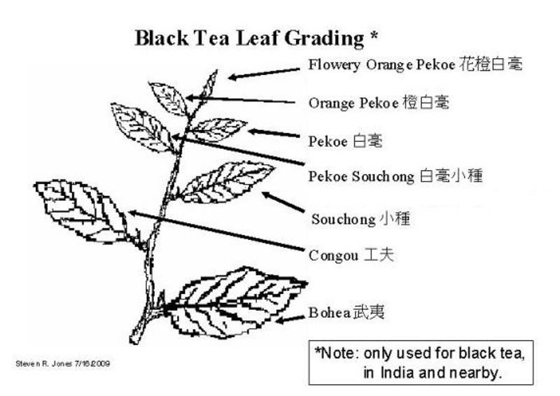 resources of Black Gram exporters