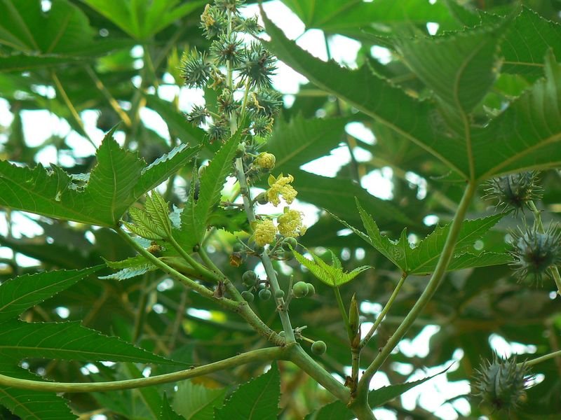 resources of Osmanthus exporters
