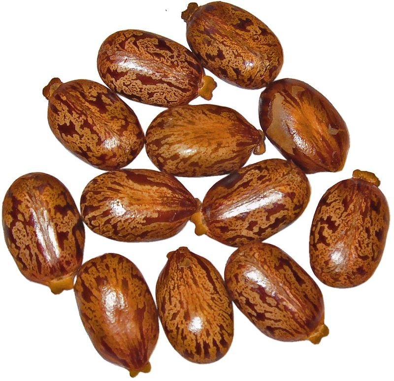 resources of Mahogany Seeds exporters