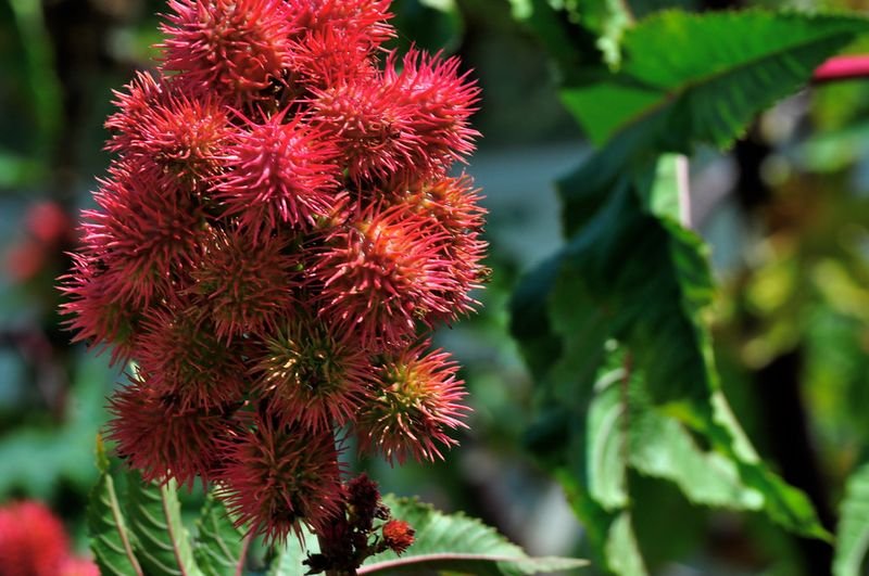 resources of Rambutan exporters