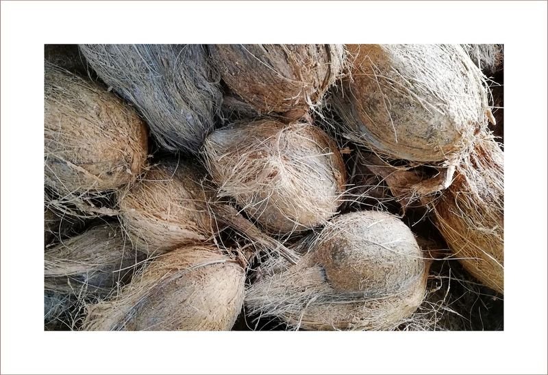 resources of Coco Fiber exporters