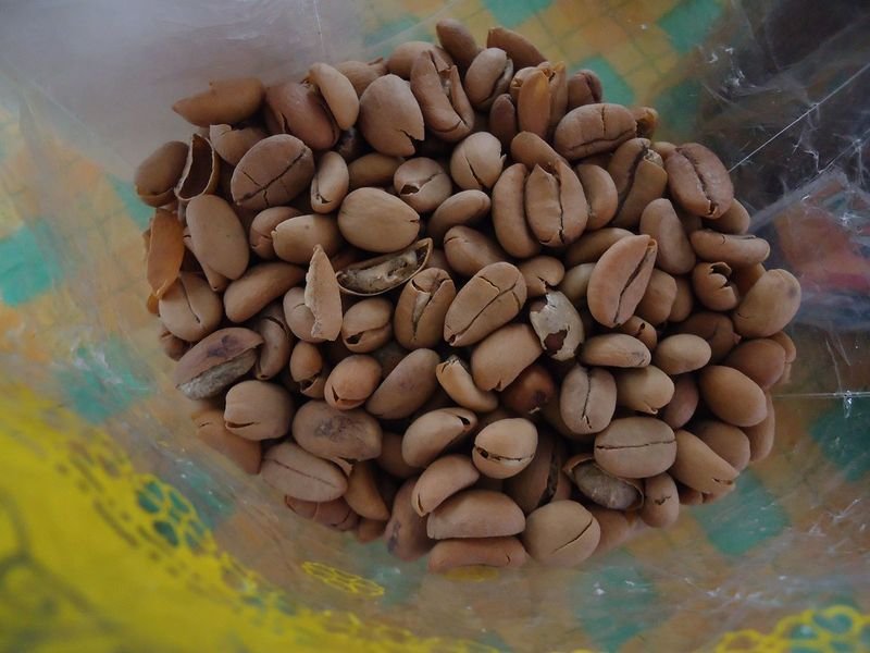 resources of Robusta Green Coffee Beans S18 Wet Polished exporters