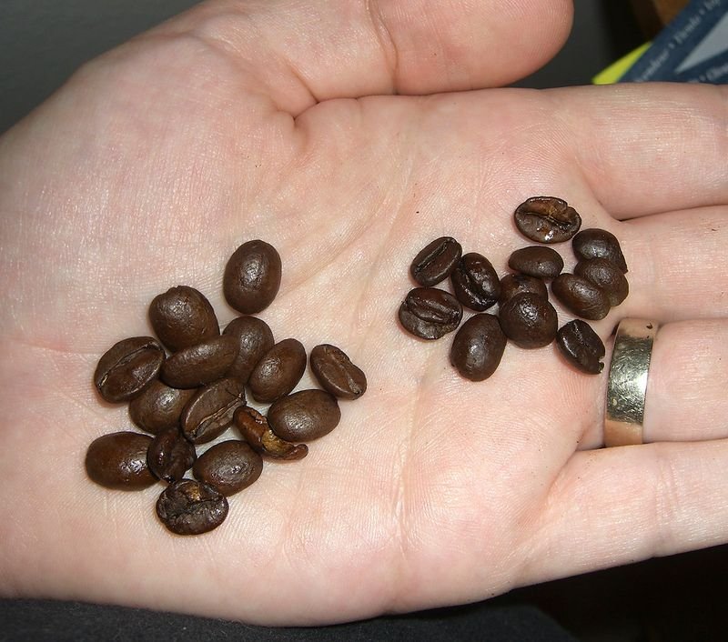 resources of Robusta Green Coffee Beans S18 Clean exporters