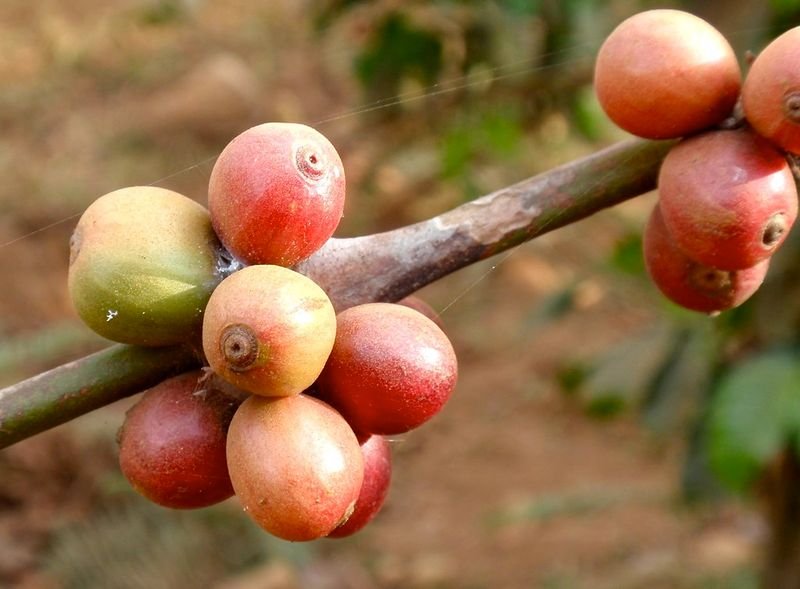 resources of Arabica Green Coffee Beans S16 (Washed) exporters