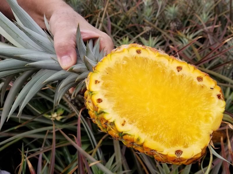 resources of Pineapple ring exporters resources of Pineapple ring exporters