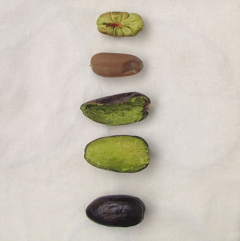 resources of Common Bean, Fruit, Dried exporters