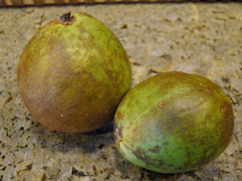 resources of Pumpkin Fruit Pulp exporters