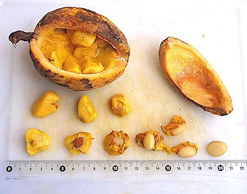 resources of Dried Mangoes exporters