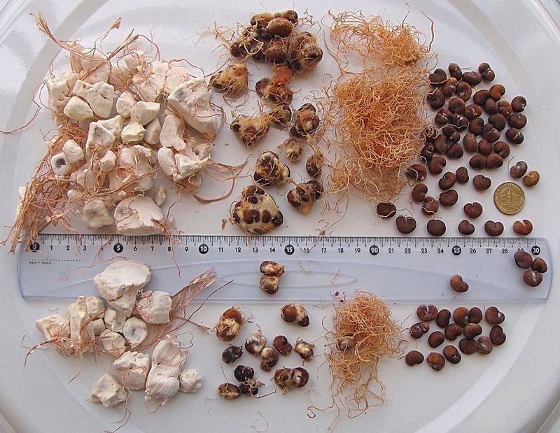 resources of Cattle Gallstones, Cow Gallstones exporters