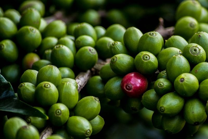 resources of Arabica Green Coffee Beans Boost Energy exporters