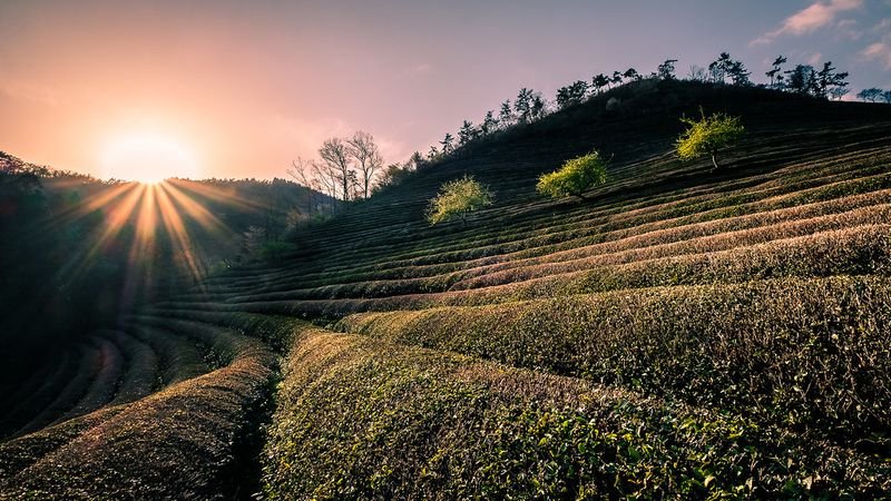 resources of Green tea exporters resources of Green tea exporters