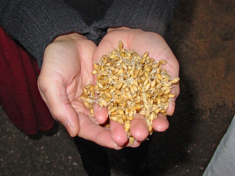 resources of Wheat feed (4th grade) exporters