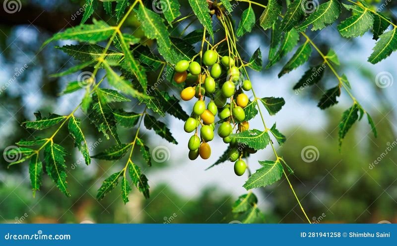 resources of Neem organic manure exporters resources of Neem organic manure exporters