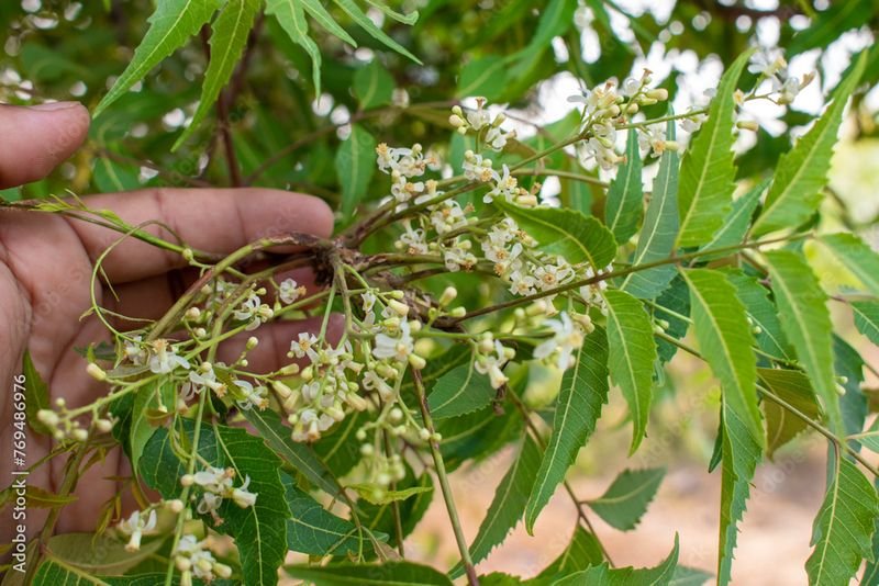 resources of NEEM POWDER exporters