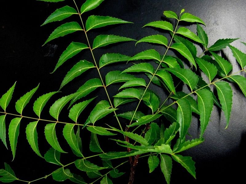 resources of Neem powder exporters
