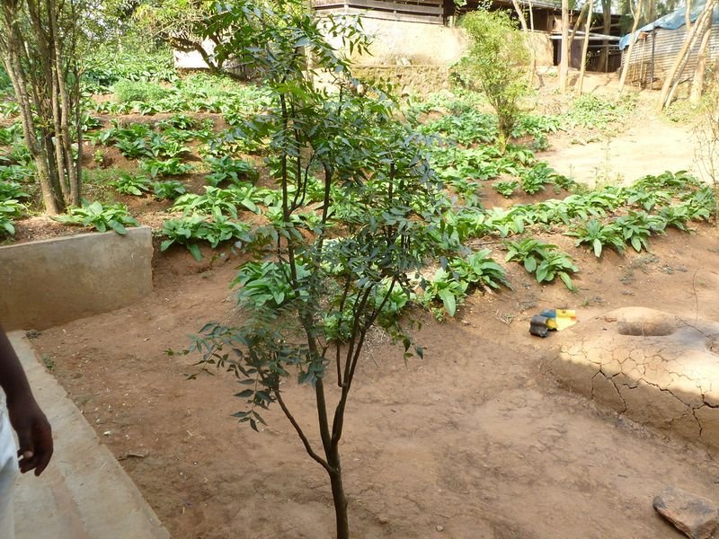 resources of Ayurvedic Neem Cake exporters