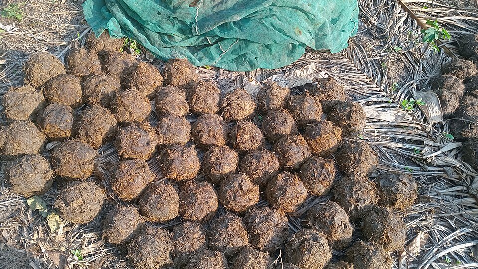 resources of Palm Kernel Cake exporters