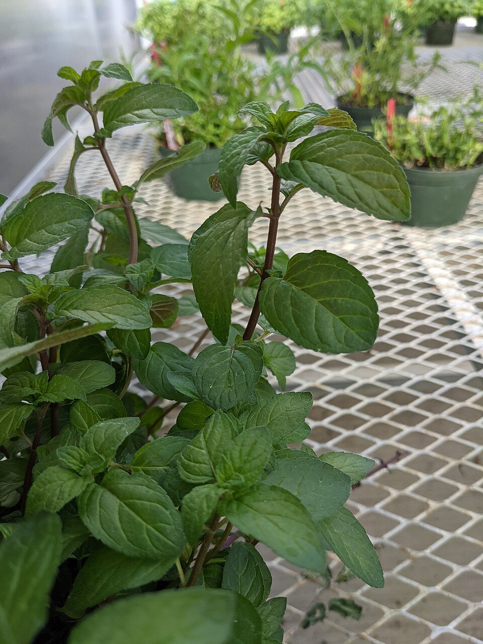 resources of peppermint oil exporters resources of peppermint oil exporters