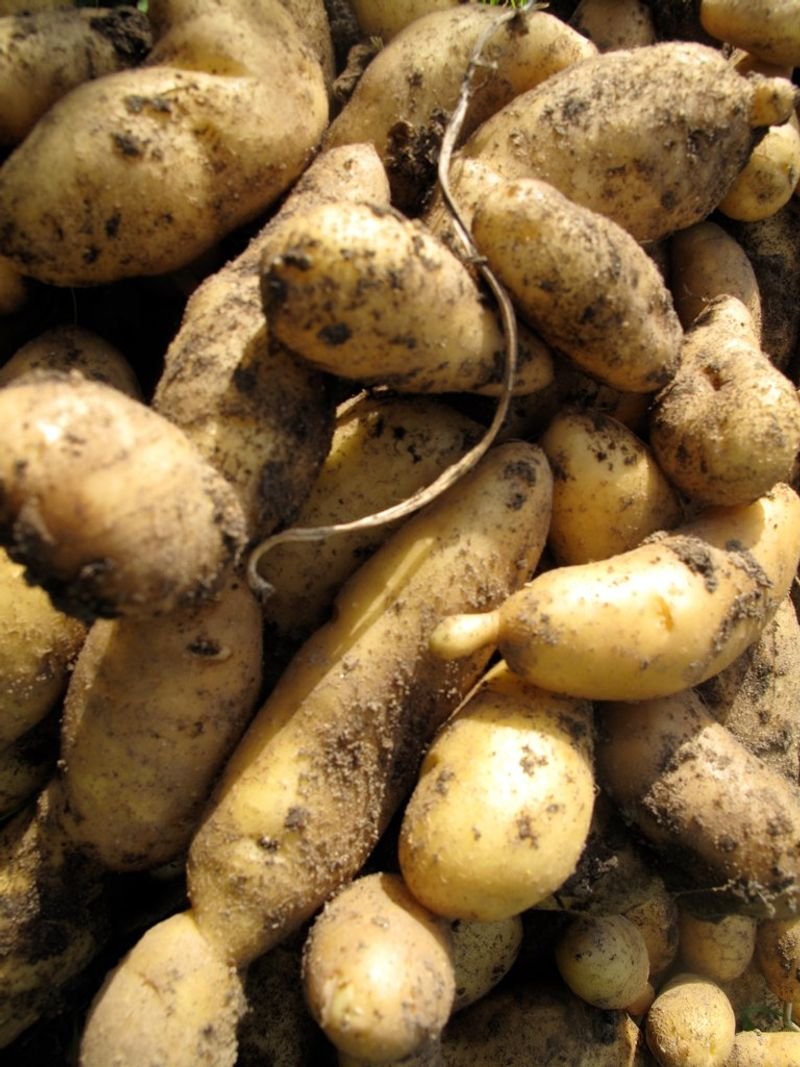 resources of Fresh Potatoes exporters