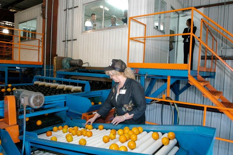 resources of Fresh Lime Frozen Lime New Crop exporters