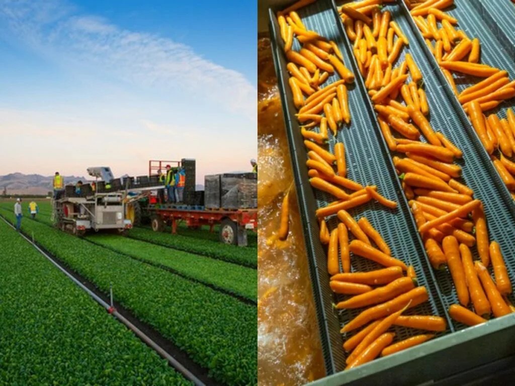 resources of Brine-Canned Baby Corn exporters