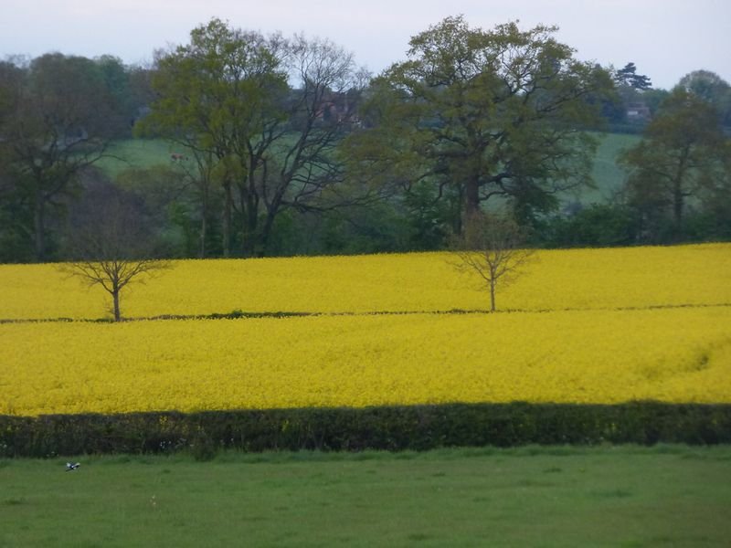 resources of Rapeseed Meal / Canola Meal exporters