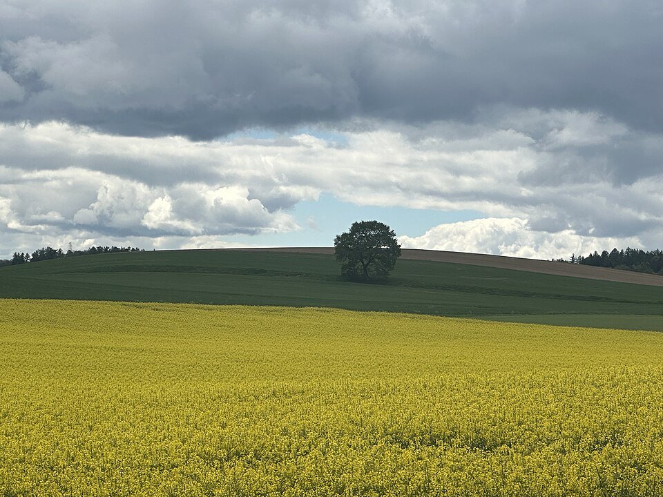 resources of Crude Pure Rapeseed Oil exporters resources of Crude Pure Rapeseed Oil exporters
