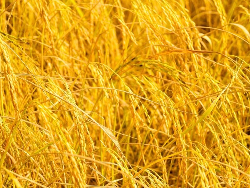 resources of Rice Bran Oil exporters resources of Rice Bran Oil exporters