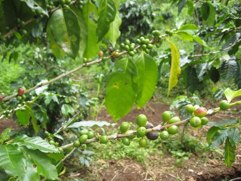 resources of Coffee Robusta Lam Dong Honey Green Beans exporters