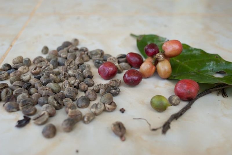 resources of Robusta Mandheling Grade 1 exporters
