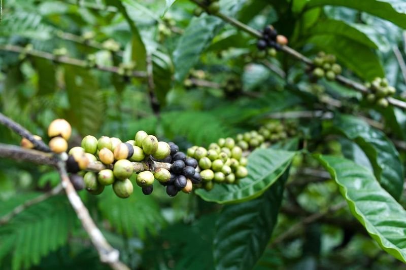 resources of Robusta - Sumatera Green Coffee Beans - G.1 exporters