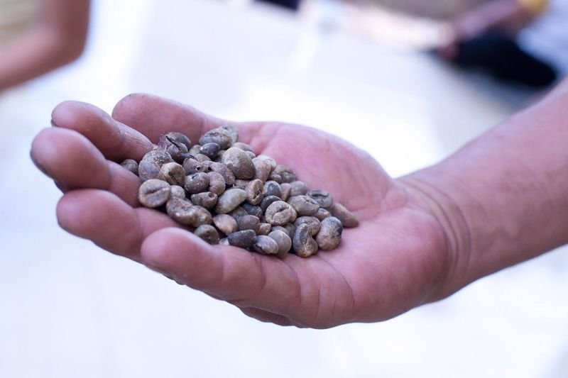 resources of Aa Grade And Robusta Variety Robusta Coffee Bean exporters